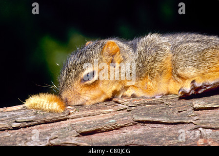 Un bébé curieux accueille un écureuil ours laineux sur caterpillar un journal Banque D'Images