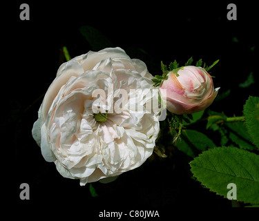 Belle fleur rose rose rose avec bud close up Banque D'Images