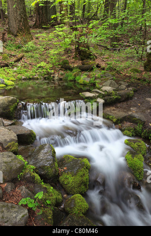 Forest stream in Yosemite National Park, Californie Banque D'Images