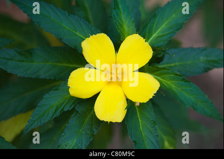 Turnera ulmifolia. L'Aulne jaune fleur en Inde Banque D'Images