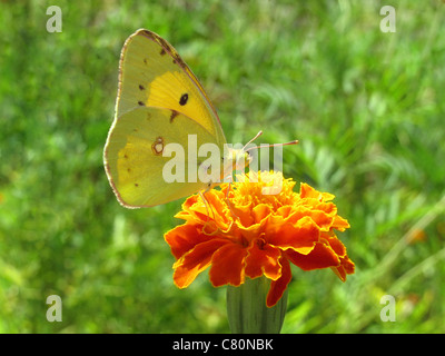 Brimstone yellow butterfly sitting on marigold Banque D'Images