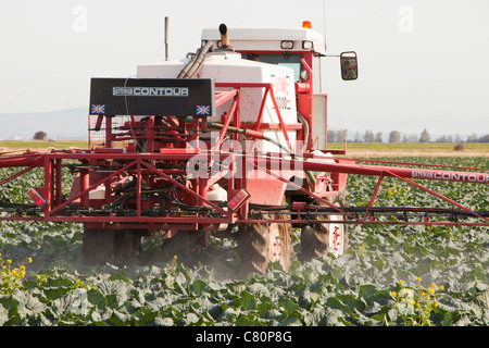 Un agriculteur de pulvériser son les choux au pesticide, banques, Southport, Royaume-Uni. Banque D'Images