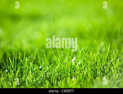Contexte : la nature de l'herbe luxuriante vert. Banque D'Images