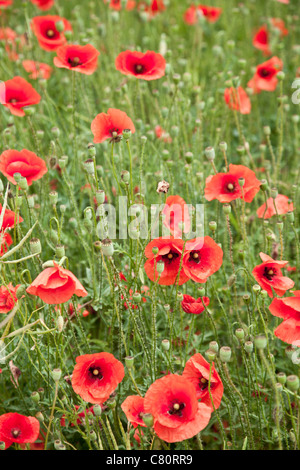 Domaine de fleurs de pavot sauvage. Banque D'Images