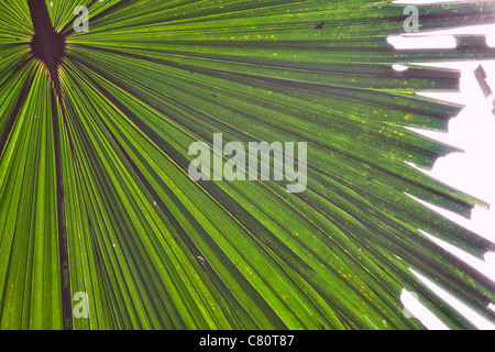 Détail feuille de palmier fond tropical rain forest avec des couleurs vert vibrant lignes Banque D'Images