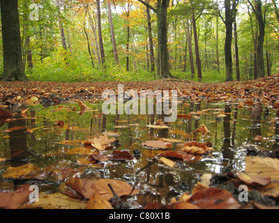 Bois d'automne près de Roermond Pays-Bas Limburg Château Hillenraad Banque D'Images