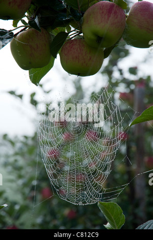 Les pommes accroché sur une branche dans un verger avec un web araignées couvertes dans la rosée Banque D'Images