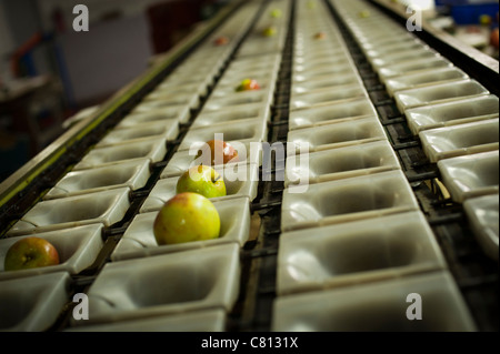 Pommes sur un convoyeur d'être triés et classés par taille prêt pour l'emballage dans un verger Anglais Banque D'Images