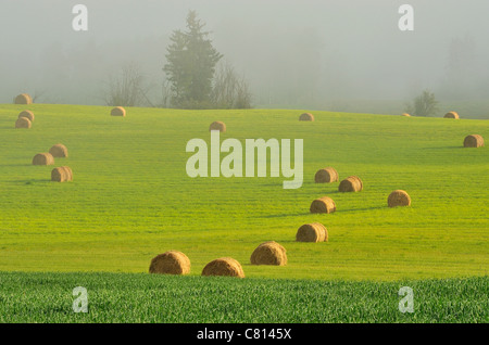 Bottes de foin et de terre brouillard près de Smithers British Columbia, Canada Banque D'Images