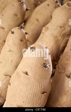 Pomme de sapin rose - Solanum tuberosum - salade pommes de terre chassées - hachées en mars prêt pour la plantation Banque D'Images