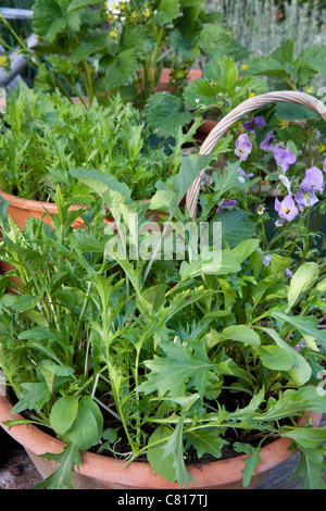 Mixed salad leaves growing en pots en jardin de banlieue Banque D'Images