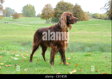 Un chien setter rouge bien formés d'alerte permanent Banque D'Images