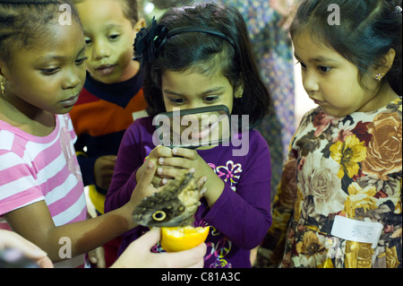 Les enfants observent un hibou caligo eurilochus (papillon) Banque D'Images