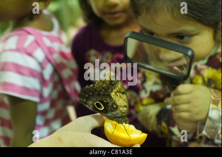 Les enfants observent un hibou caligo eurilochus (papillon) Banque D'Images