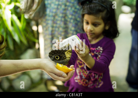 Les enfants observent un hibou caligo eurilochus (papillon) Banque D'Images