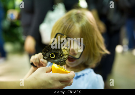 Les enfants observent un hibou caligo eurilochus (papillon) Banque D'Images