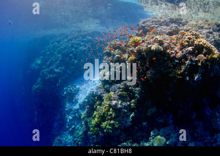 Les récifs coralliens de la mer Rouge, l'Egypte, l'eau peu profonde, l'eau bleue, l'eau claire, des récifs tropicaux, banc de poissons, anthias, océan, sur la mer Banque D'Images