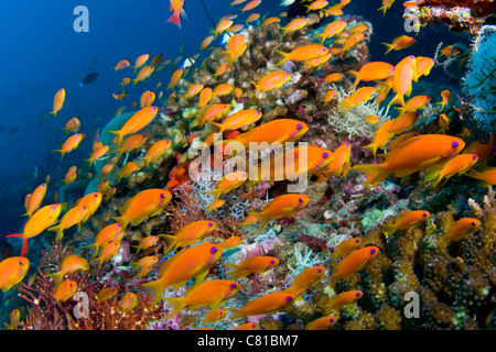 Les Maldives, la mer et la vie sous-marine, école de poisson, poisson anthias poisson, l'eau bleue, l'eau claire, profonde, plongée, plongée sous-marine, l'océan, sur la mer Banque D'Images