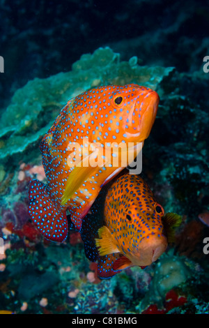 Les Maldives, la mer et la vie sous-marine, de poissons tropicaux, mérous, récifs de coraux, colorée, l'océan, sur la mer, plongée, plongée profonde, Banque D'Images
