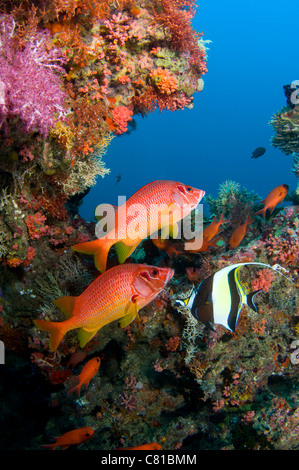 Les Maldives, la mer et la vie sous-marine, poissons poissons soldat, Blue Water, l'eau claire, coloré, couleur, plongée, l'océan, sur la mer de corail tropical Banque D'Images