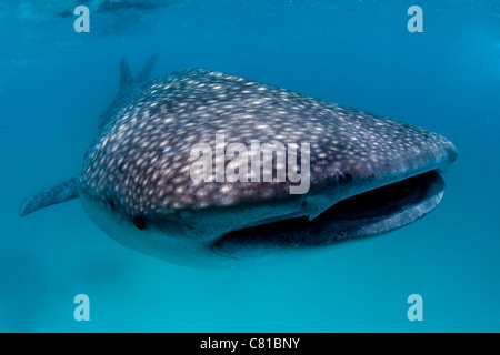 Requin-baleine aux Maldives, de l'eau peu profonde, l'eau bleue, tuba, l'océan, sur la mer, de poissons, de plancton, d'alimentation, la vie marine, Hanifaru Banque D'Images