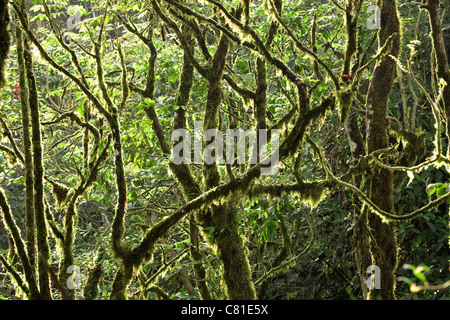 La canopée de la forêt tropicale avec près de chaque branche couverts de mousse Banque D'Images