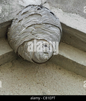 Low angle shot d'un gros nid de frelons situé sous un pavillon. Banque D'Images