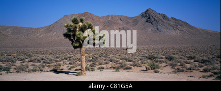 Joshua Tree, Death Valley National Park, Californie Banque D'Images