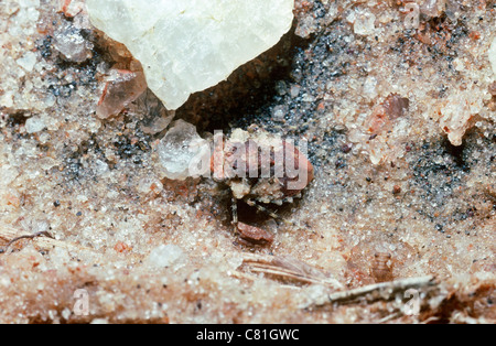 Crapaud de grands yeux bug (Gelastocoris oculatus : Gelastocoridae), un caillou imiter, par un lac, S. Carolina, USA Banque D'Images