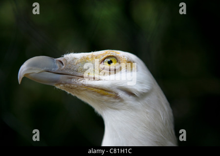 Gypohierax angolensis, palmiste africain / Poisson Vulturine Eagle. Chef d'un vautour blanc, fond noir. Banque D'Images