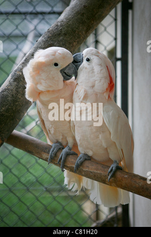 Cacatua moluccensis - saumon / Moluques cacatoès soufré - Deux cacatoès rose en cage sur un perchoir Banque D'Images