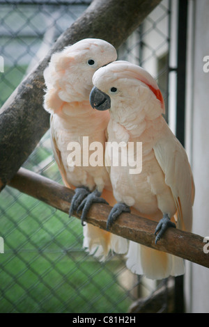 Cacatua moluccensis - saumon / Moluques cacatoès soufré - Deux cacatoès rose sur un perchoir Banque D'Images