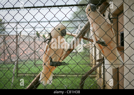 Cacatua moluccensis - saumon / Moluques cacatoès soufré - Deux cacatoès rose en cage Banque D'Images