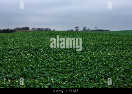 Des champs verts à l'hiver en Jylland, Danemark Banque D'Images