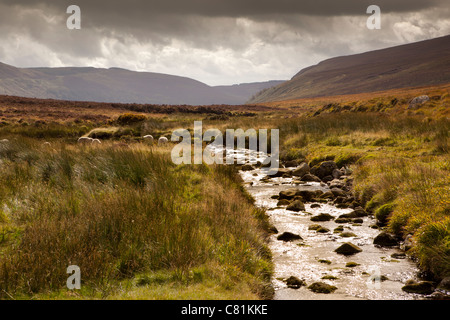 L'Irlande, Co Wicklow, Sally Gap des moutons paissant près de ruisseau de montagne Banque D'Images