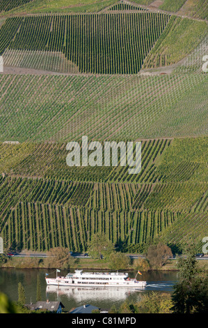 Vignes sur colline à côté de la Moselle dans la région de Rhénanie-Palatinat en Allemagne Banque D'Images