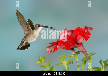Colibri à gorge noire (Archilochus alexandri Forêt nationale de Gila Féminin Banque D'Images