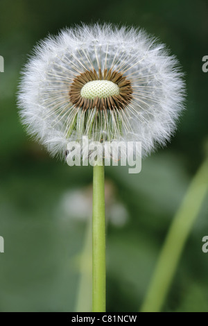 Plan macro sur une fleur de pissenlit composé de centaines de têtes de graine Banque D'Images