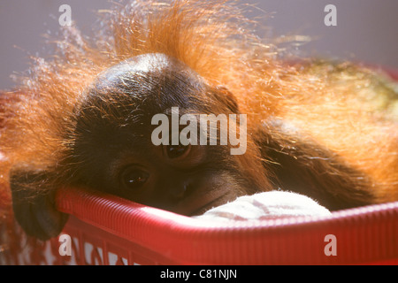 Retour allumé portrait d'un bébé orang-outan orphelin à un centre de réhabilitation des Orang-outans, Pasir Panjang, Kalimantan, Bornéo Banque D'Images