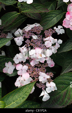 L'Hydrangea macrophylla SERRATA LACECAP. Banque D'Images