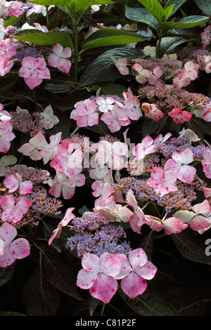 L'Hydrangea macrophylla SERRATA LACECAP. Banque D'Images