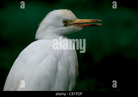Portrait intime d'un héron garde-boeufs (Bubulcus ibis) Banque D'Images