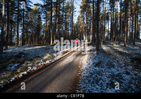 Couple de personnes âgées randonnée dans la forêt de taïga , Finlande Banque D'Images