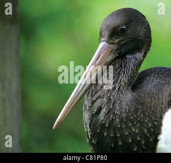 Portrait d'une cigogne noire (Ciconia nigra) Banque D'Images