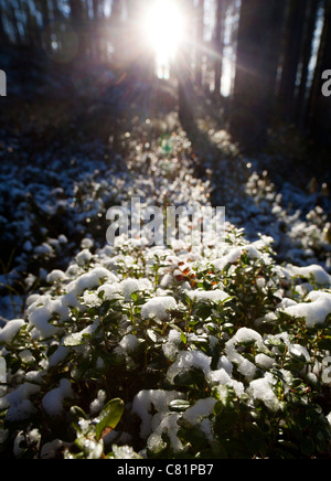 Arbustes enneigés de baies de vache ( Vaccinium vitis-idaea ), Finlande Banque D'Images