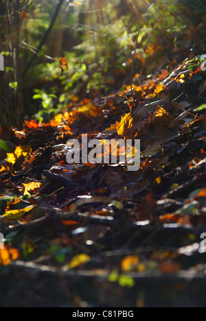 Les feuilles d'automne avec le soleil à travers les arbres de diffusion en continu Banque D'Images