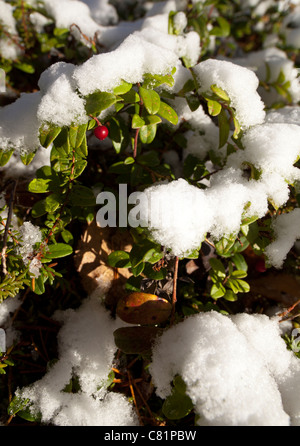 Arbustes enneigés de baies de vache ( Vaccinium vitis-idaea ), Finlande Banque D'Images