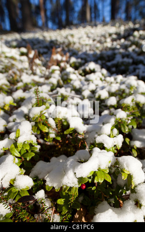 La neige a couvert l'airelle rouge (Vaccinium vitis-idaea ) arbustes , Finlande Banque D'Images