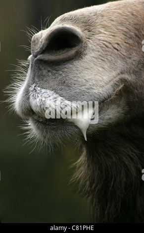 La salive s'écoule de la bouche d'un chameau de Bactriane Banque D'Images