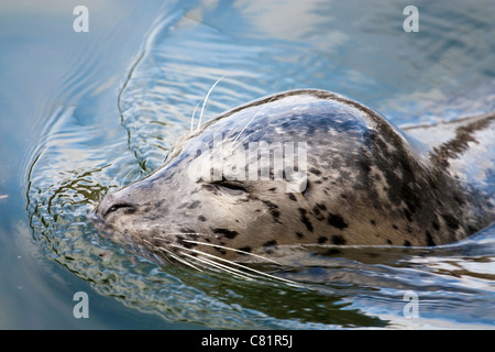 Une piscine de plein air libre de phoque commun (Phoca vitulina). Banque D'Images